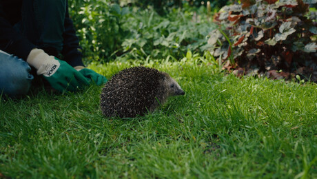 Wilde Buren | Egelopvang